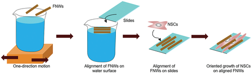 Figure 10. FNWs were aligned with one-direction motion by the lab shaker and captured on a glass slide to produce aligned FNWs scaffolds. When used as substrates for NSCs culture, NSCs tend to orient along the direction FNWs. Morphological changes of NSCs triggered neural differentiation.