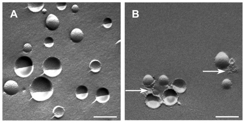 Figure 6 Transmission electron micrographs using freeze fracturing of (A) uncoated POPC/DOPE-MCC liposomes and (B) POPC/DOPE-MCC liposomes coated with chitosan-TGA (4:1 molar ratio of SH-groups to maleimide groups).Notes: Arrows indicate the polymer coat. Magnification: 30,000×. Scale bar indicates 200 nm.Abbreviations: DOPE-MCC, 1,2-dioleoyl-sn-glycero-3-phosphoethanolamine-N-[4-(p-maleimidomethyl)cyclohexane-carboxamide]; POPC, Palmitoyl-oleoyl-phosphatidylcholine; TGA, thioglycolic acid.