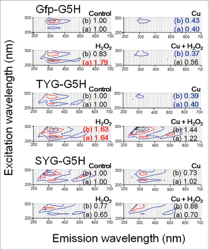 Figure 5. Changes in UV-excited fluorescence contour spectra in three peptides after addition of copper and/or excess hydrogen peroxide. Peptides used were as in Figure 2, namely Gfp-G5H, TYG-G5H and SYG-G5H. Each peptide (30 μM) was treated with none, either or both of CuSO4 (30 μM) or/and H2O2 (1 mM). Numbers after (a) and (b) shown with each spectrum represent the relative changes in fluorescence intensities at peaks a (230 nm excitation/320 nm emission) and b (280 nm excitation/320 nm emission), respectively.
