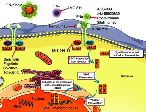Figure 1 Drugs targeting of IFNs and their downstream pathways in SLE.