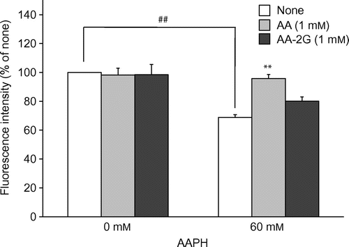 Fig. 5. Cytoprotective effects of AA and AA-2G against oxidative stress induced by the short AAPH treatment.Note: Plated cells (1.0 × 104 cells/well) were cultured for 24 h. The cells were then incubated with the indicated concentrations of AA, AA-2G, and AAPH. After 4-h incubation, cell viability was determined by using calcein-AM. Data are presented as the mean of three independent experiments. Bars indicate SD. ##p < 0.01 (Dunnett’s T3-test). **p < 0.01 (Dunnett’s T3-test) vs. AAPH alone.