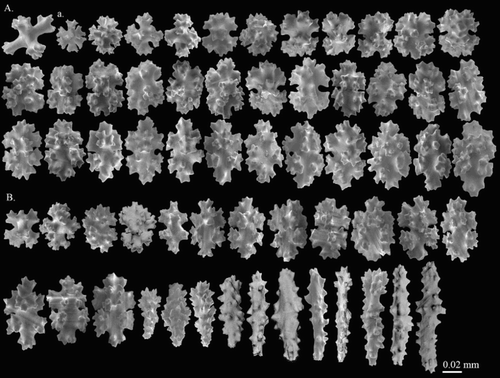 Figure 5. Hemicorallium halmaheirense. Syntype, NBC COEL_02393: (A) Cortical sclerites, (a) spherical 8-radiate; (B) sclerites from autozooid.