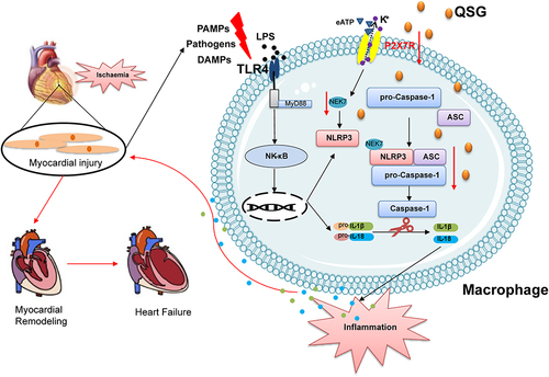 Figure 7 QSG might protect AMI through the P2X7R-NEK7-NLRP3 pathway.