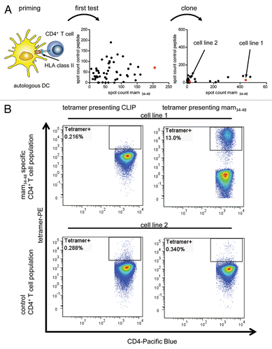 Figure 2. Tetramer staining of tumor-specific T cells. (A) T cells specific for the mammaglobin-derived peptide mam34–48 were induced from the CD4+ T cells of a HLA-DRB1*04:01-positive subjected by means of peptide-pulsed, autologous dendritic cells. In a first test, a cell population showing strong mam34–48-specific responses in interferon γ (IFNγ) ELISPOT assays upon mam34–48-specific activation was selected. This population was subcloned and further expanded. In a second test, a cell line showing strong mam34–48-specific IFNγ ELISPOT responses (Cell line 1) and one showing no response (Cell line 2) were selected for tetramer staining (red dots indicate selected T-cell populations). (B) Cell lines 1 (upper panels) and 2 (lower panels) were stained with a control tetramer presenting the CLIP peptide (left panels) or a tetramer presenting mam34–48 (right panels). The percentage of tetramer-positive cells is reported in each dot plot.