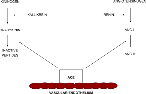 Figure 1 Renin-angiotensin system and kallikrein-kinin system. Angiotensin-converting enzymes regulate the balance between angiotensin-II (Ang II) and bradykinin. Adapted from CitationBrown and Vaughan (1998).