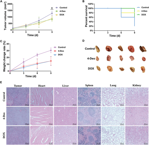 Figure 4 In vivo tumor growth assay of 4-Deo. (A) Tumor volume at different time points, data are presented as mean ± SD (n = 5). (B) Survival curve of mice for different treatment groups. (C) Body weight change rate of different treatment groups during the assay schedule, data are presented as mean ± SD (n = 5). (D) Image of solid tumor at end of life or experiment in mice. (E) Histological examination at the end of the experiment. *p < 0.05.