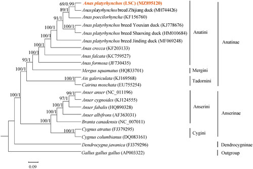 Figure 3. Phylogenetic analysis based on complete mitochondrial genome sequences. An ML/BI tree was built based on the phylogenetic analysis of 20 Anseriform species’ complete mitochondrial genomes. The mitochondrial genome sequences of the Anseriform species were obtained from the GenBank databases (accession numbers have marked on the figure). Abbreviation of species indicates: LSC, Longshengcui duck.