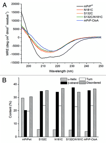 Figure 1. (A) CD spectra of mPrPwt, mPrP-CtoA, S132C, N181C, and S132C/N181C. The proteins were dissolved at a concentration of 0.15 mg/mL in 10 mM NaOAc buffer, pH 7, and their CD spectra immediately recorded. (B) Secondary structure content of each protein determined by CD spectral deconvolution using CDPro software.
