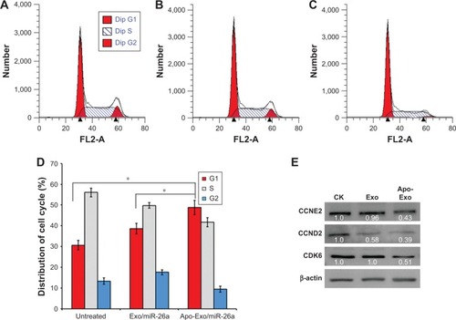 Figure 6 The effects of miR-26a-delivered Apo-Exo on cell cycle and protein expression.Notes: Cell cycle profiles of HepG2 cells after different treatments (A–C) untreated, Exo/miR-26a, and Apo-Exo/miR-26a, respectively. (D) Distribution of the cell cycle untreated and after treated with Exo/miR-26a and Apo-Exo/miR-26a, respectively. (E) Western blot analysis of CCNE2, CCND2, and CDK6 in the HepG2 cells after treatment with CK (untreated), Exo (exo/miR-26a), and Apo-Exo/miR-26a, respectively (n=3). All data are shown as mean ± SD with significance value *p<0.05.Abbreviation: Apo-Exo, Apo-A1-Exosomes.