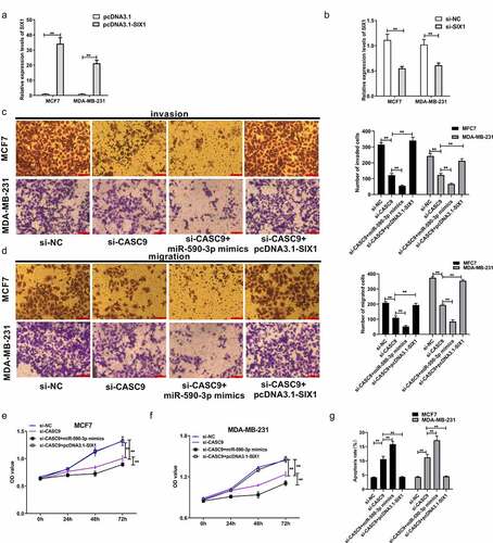 Figure 7. CASC9 promotes malignant behavior of BC cells by down-regulating miR-590-3p and up-regulating SIX1