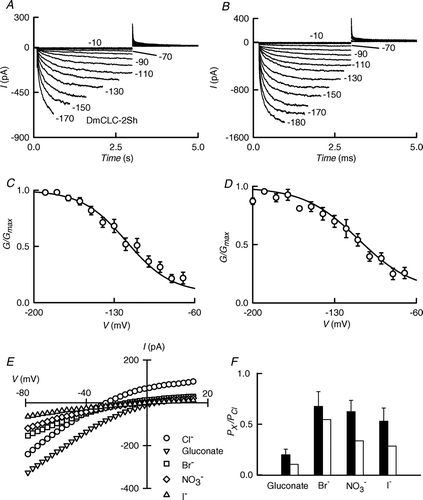 Figure 3.  Functional assay of DmClC2 channel activity in HEK-293 cells. (A) and (B) show representative whole cell current traces elicited from a holding potential of −10 mV in response to pulses raging from −10 to −190 mV in 10 mV steps. These pulses were followed by a depolarization to 30 mV. The duration of the main pulses was increased at more positive voltages in order to approximate full activation of the conductance. For illustration proposes, the beginning of the tail currents at 30 mV were set at the same time. (C) and (D): Steady-state activation as a function of voltage for DmClC-2S and DmClC-2L respectively. Values are means ±SEM of n=7 for DmClC-2S and n=5 for DmClC-2L. Continuous lines are Boltzmann fits. (E) Anion selectivity experiment for DmClC-2S. The current-voltage relations were obtained by activating the channels by a pulse to −130 mV followed by a 100 ms voltage ramp to 30 mV. The extracellular solution contained 146 mM Cl− or 16 mM Cl− plus 130 mM of the indicated anion. (F) Summary of the selectivity experiments for DmClC-2S (filled bars) and DmClC-2L (open bars). Values are means ±SEM of five experiments for DmClC-2S. The results of a single experiment for DmClC-2L are shown.