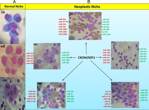 Figure 1. Schema of the relationship between changing level of miRNAs in stem cells and malignant neoplastic cells in neoplastic niche (51 and 54). (A) In normal niche respectively from top to bottom: osteoblasts, hematopoietic stem cells, among which there is a macrophage and an osteoclast is shown at the end. (B) In neoplastic niche, a variety of hematologic malignancies and miRNAs changes during the disease process has been shown, in which the upregulated miRNAs are shown in red and those downregulated in green. CXCR4/SDF1 axis has been shown as the important chemokine/chemokine receptor expressed in a variety of malignancies in neoplastic niche.
