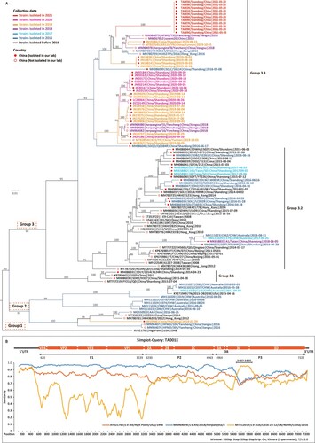 Figure 1. (A) Phylogenetic analysis of 11 full-length CV-A4 genomes from the kindergarten outbreak and reference strains available from GenBank. Font colour in the phylogenetic tree represents the collection date of the CV-A4 strains. Maximum likelihood trees in this study were estimated using RAxML (version 8.1.6) [Citation14] under the GTRGAMMA nucleotide substitution model with 1000 bootstrap replicates. The solid red circle represents the Chinese CV-A4 genomes identified by our laboratory, and the open red circle represents the Chinese CV-A4 genomes described by other laboratories. (B) Sequence identity between CV-A4 genomes from the kindergarten outbreak (exemplified by TA001K) and its most closely related strains. Similarity comparison of the potential recombination event in the TA001K genome was performed using Simplot [Citation15], with a window size of 200 bp and a step size of 20 bp. The breakpoints were defined by RDP4 [Citation16].