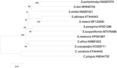 Figure 1. Phylogenetic analyses of 12 sarcophagids species were constructed using NJ method based on 13 PCGs. Morphological species identification and voucher ID were given in the label. Numbers on branches showed the bootstrap support value. The out-group consists of two specimens of Calliphora vomitoria and Chrysomya pinguis.