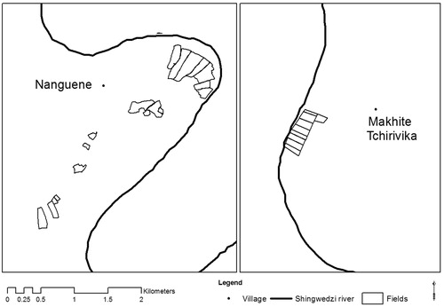 Figure 3. Back in the park, in the new village of Makhite Tchivirika, ex-residents of Nanguene copied the same spatial organization of their fields as they had in their original location in Nanguene.