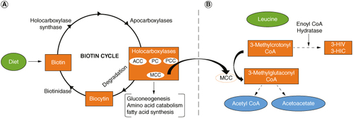 Figure 1. The interrelationship between biotin deficiency and the production of markers 3-HIV and 3-HIC. (A) The biotin cycle. A deficiency in biotin can lead to deficiency in production of MCC. (B) Lucine catabolism. A deficiency in MCC results in the accumulation of 3-Methylcrotonyl CoA and higher levels of 3-HIV and 3-HIC.3-HIV: 3-hydroxyisovaleric acid; 3-HIC: 3-hydroxyisovaleryl carnitine; ACC: Acetyl-CoA carboxylase; MCC: 3-methylcrotonyl CoA carboxylase; PC: Pyruvate carboxylase; PCC: Propionyl-CoA carboxylase.