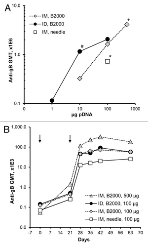 Figure 2. Dose responses and time courses of antibody responses in rabbits immunized with Vaxfectin®-formulated vaccine injected either IM or ID. On Day 0 and 21 (arrows), rabbits (n = 6 per group) received either a single IM (500 µL per muscle) or ID (100 µL per site) injection of various doses of Vaxfectin®-formulated VR-6365 administered with Biojector® 2000 (B2000). One group of rabbits was vaccinated with a 100 µg dose of Vaxfectin®-formulated VR-6365 injected IM with needle and syringe. Day 42 serum samples were assayed for gB-specific antibody responses with ELISA using recombinant human CMV gB protein, and geometric mean titers (GMT) for each group are shown in panel (A). Temporal changes in gB-specific antibody responses in select groups were analyzed using commercial ELISA plates pre-coated with CMV antigens, and the results are shown in panel (B). # Significantly different from group which received a 10 µg dose of vaccine IM with Biojector® 2000 (p < 0.01). * Significantly different from groups which received a 100 µg dose of vaccine either IM or ID with Biojector® 2000 (p < 0.02). + Significantly different from group which received a 100 µg dose of vaccine ID with Biojector® 2000 (p < 0.05).