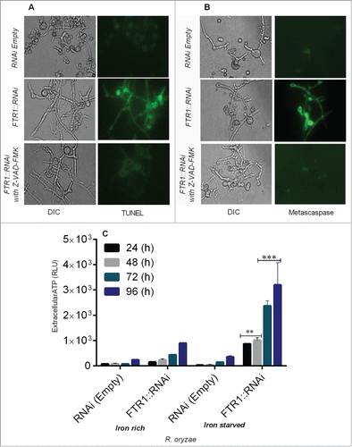 Figure 2. R. oryzae germlings deprived of iron display typical morphological changes associated with apoptosis, including nuclear degradation (by TUNEL assay), caspase-like activity (by CaspACE FITC-VAD-FMK), and extracellular ATP release (by CellTiter-Glo luminescent assay) in R. oryzae FTR1::RNAi and control strains grown for 24–96 h. Fluorescent images of R. oryzae FTR1::RNAi and control strains grown for 96 h in iron-deprived condition, stained with TUNEL (A), CaspACE FITC-VAD-FMK (B). Extracellular ATP release is higher in R. oryzae FTR1::RNAi mutant than control strain grown in iron-starved and iron-rich conditions, respectively (C). DIC, differential interference contrast). **p <0.001; ***p<0.0001 (compared with control).