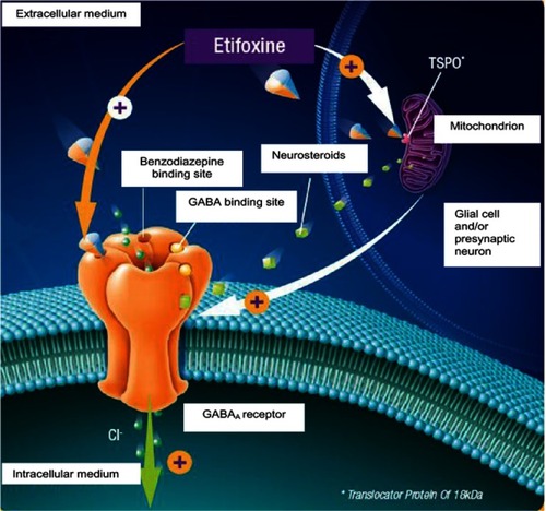 Figure 2 Mechanism of action of etifoxine. Etifoxine stimulates GABAergic transmission through two complementary mechanisms. Firstly, etifoxine binds directly to the β2/β3 subunits of the GABAA receptor. Secondly, etifoxine reinforces GABAergic transmission via an indirect mechanism by binding to the TSPO receptor on mitochondria, thus facilitating the synthesis of neurosteroids, which are powerful positive allosteric modulators of the GABAA receptor. Reproduced with kind permission from Biocodex.