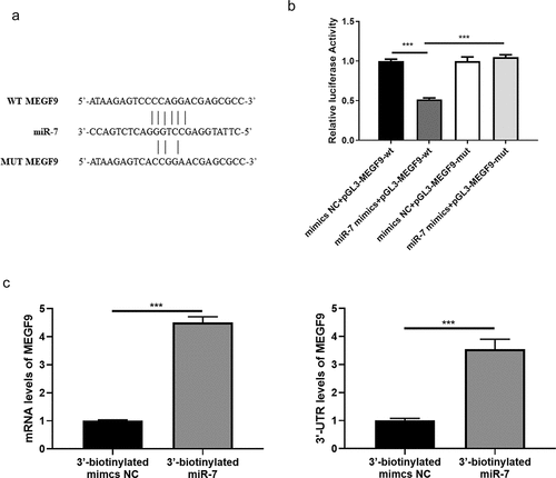 Figure 1. MEGF9 is a target of miR-7. (a) The sequence of MEGF9 contains a nucleotide sequence complementary to miR-7. (b) Dual‐luciferase reporter assay and (c) Biotin-based RNA immunoprecipitation assay for binding interaction between miR-7 and MEGF9. ***P < 0.001