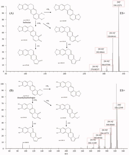 Figure 2. Typical mass spectrum and proposed fragmentation pathways of protoberberine alkaloids: berberine (A) and demethyleneberberine (B).