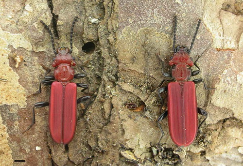 Figure 1. Cucujus haematodes (left) and C. cinnaberinus (right) adults. Scale bar: 1 mm.