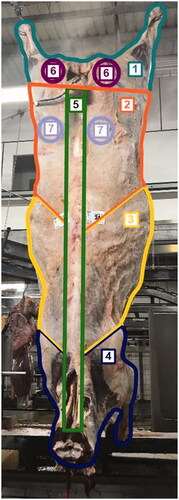 Figure 1. Location of carcass bruises. (1) Lateral side of thehind leg, (2) abdominal wall, (3) thoracic wall, (4) front leg, (5) loin, (6) Tuber ischiadicum and its muscular insertions, (7) Tuber coxae and its muscular insertions.