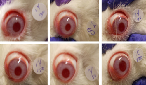 Figure S8 Anti-inflammatory effect of PLGA-PEG-POD NPs in the prevention of ocular inflammation induced by SA.Note: The images were taken 30 minutes after inducing inflammation.Abbreviations: NPs, nanoparticles; PEG, polyethyleneglycol; PLGA, poly(lactic-co-glycolic acid); POD, peptide for ocular delivery; SA, sodium arachidonate.