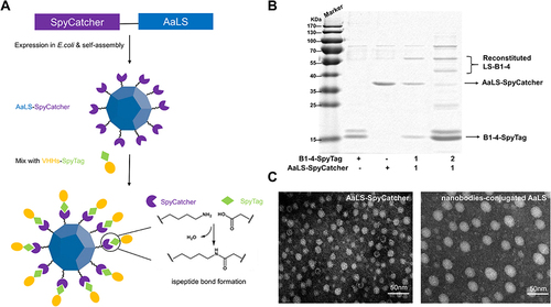 Figure 3 Conjugation and structural characterization of multivalent nanobodies. (A) Schematic diagram of multivalent nanobodies construction. (B) SDS-PAGE of the assembled products of AaLS and nanobodies at different molar ratios. (C) Negative-stain TEM images of the Spycatcher modified AaLS, Scale bar, 50 nm. Negative-stain TEM images of recombinant multivalent nanobodies, Scale bar, 50 nm.