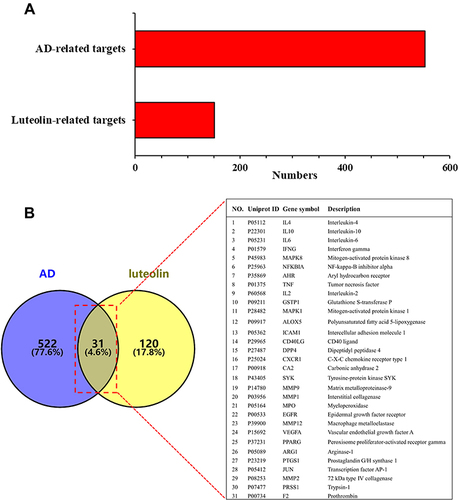 Figure 2 (A) Potential targets of luteolin and AD-related genes. (B) Intersecting targets between luteolin and AD-related genes determined by Venny 2.1.