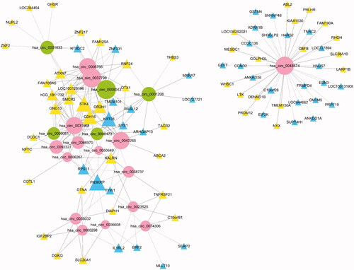 Figure 3. Co-expression network of 20 circRNAs with their associated mRNAs. Solid lines mean positive correlations, while dashed lines mean negative correlations. circRNA shape: ellipse, color: up-hot pink, down-dark olive-green; mRNA shape: triangle, color: up-yellow, down-sky-blue.