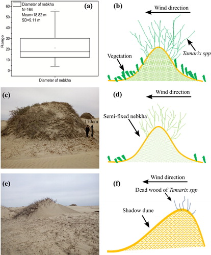 Figure 4. Nebkhas along the river and floodplain. (a) The box plot is the statistic result of the diameters from 164 nebkhas around the river and floodplain. The diameters of the nebkhas were traced manually on the Google Earth image with 0.11 m resolution. (b) Conceptual diagram of a nebkha anchored by the Tamarix spp. along the modern river. These nebkhas are also covered by some herbaceous. (c) A semi-fixed nebkha in the dry floodplain. (d) Conceptual diagram of a degraded Tamarix spp. nebkha on the dry floodplain at the ecotone zone of desert and oasis. (e) A degraded nebkha with the deadwood on the dune surface. (f) Conceptual diagram of the degraded nebkha around the paleochannels. All photos were taken in 27 April 2017.