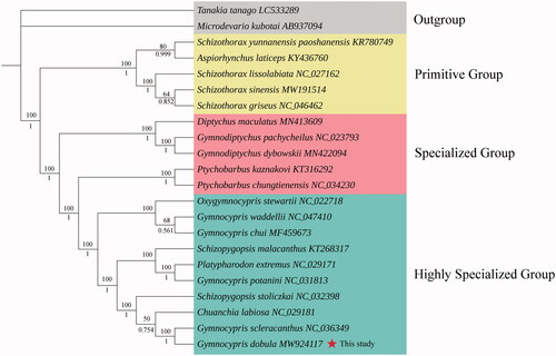 Figure 1. Phylogenetic analysis based on the sequences of the 13 PCGs in the mitogenome. ML tree with bootstrap values (above, with 100,000 replications) and BI posterior probabilities (below, with 100,000 generations) were shown next to nodes. The number after the species name was the GenBank accession number. The genome sequence in this study is labeled with a red star.