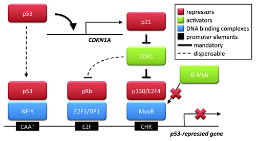 Figure 1. p53-mediated gene repression. p53 reportedly can act as a repressor of genes by at least three mechanisms. The first one involves the association of p53 with the transcription factor complex NF-Y, which, in turn, binds the CAAT box of promoter DNA. The two other mechanisms each depend on the transactivation of p21 by p53. p21 blocks cyclin-dependent kinases (CDKs), leading to the hypophosphorylation of retinoblastoma (Rb) family members. These then associate with E2F proteins. E2Fs can bind their cognate DNA elements, in cooperation with DP1, and the associated Rb proteins then mediate repression. However, p130, while binding E2F4 but independent of an E2F-binding DNA element, associates with the MuvB-complex, replacing B-Myb. MuvB binds the CHR element of DNA. As a consequence of E2F4 and p130 being tethered to the CHR, the promoter is repressed. The first two mechanisms were reported earlier, but the article in this issue of Cell CycleCitation1 argues against a direct association of p53 with the cyclin B promoter; nor did the authors observe a need for E2F binding sites in repression. Only the last mechanism, driven by MuvB and the CHR element, appears indispensable for gene repression in these experiments. This mandatory mechanism is therefore indicated by bold arrows in the scheme, whereas the other two seem dispensable, reflected by dashed lines.