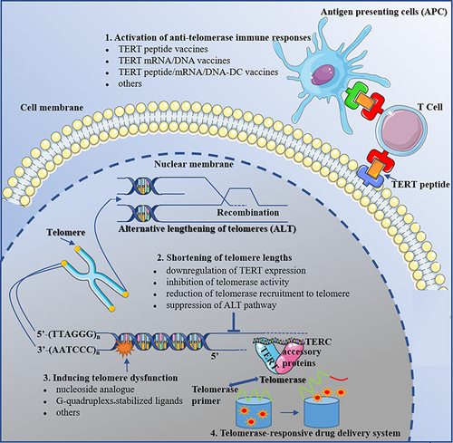 Figure 2 Anti-cancer therapeutics targeting telomere dynamics. Considering the pivotal role telomere plays in cancer progression, targeting telomere dynamics may hold great potential in cancer therapy, which covers those of activating anti-telomerase immune responses, shortening telomere lengths, inducing telomere dysfunction and constituting telomerase-responsive drug release system.