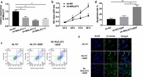 Figure 2. MALAT1 silencing mitigated the drug resistance of A549/DDP cells. (a) sh-MALAT1 silencing efficiency was measured using qRT-PCR. (b) MTT assays were conducted for detecting cell viability. (c) Flow cytometer was performed to test cell apoptosis. (d) The apoptosis rate was measured. (e) The subcellular location of β-catenin was detected through immunofluorescence assays (×400 magnification). The experiments were conducted three times independently, with data denoted as mean ±SD. *P < 0.05, **P < 0.01.