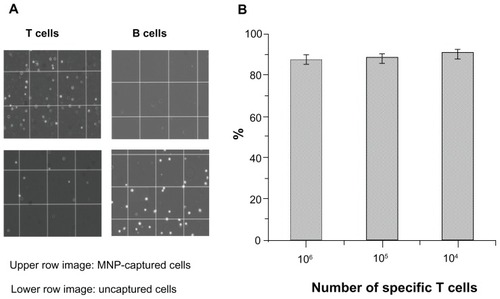 Figure 5 (A) Optical microscopic images indicating the specificity of immunofunctionalized MNPs for the T helper cells during magnetic separation and (B) a bar chart indicating the separation efficiency of immunofunctionalized MNPs at various T cell counts.Abbreviation: MNPs, magnetite nanoparticles.