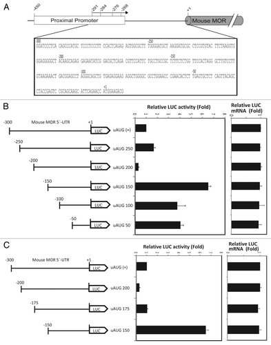 Figure 1. Translation of the mouse MOR gene is controlled by 5′UTR-deletion analysis. (A) Schematic representation of the mouse MOR 5′-UTR. (B and C) Schematic representation of reporter constructs with wild type and deleted mouse MOR 5′-UTRs. The deleted sequences are described in Materials and Methods. Transient transfection of each deleted construct was performed in NS20Y cells. After transfection, cells were trypsinized and half were used for luciferase and β-galactosidase activity assays, while the other half were used for RNA extraction and transcript quantification. Relative LUC activity and mRNA levels were determined as the ratio of LUC/β-gal and LUC/LacZ as described in Materials and Methods. Error bars indicate the standard errors of triplicate LUC assays.