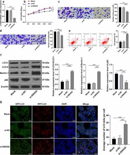 Figure 3. SNHG5 silencing promotes trophoblast autophagy. si-SNHG5 was transfected into HTR-8/SVneo cells, with si-NC transfection as the control. (A) si-SNHG5 transfection efficiency was detected by RT-qPCR. (B) trophoblast proliferation was determined by CCK-8 method. (C) and (D) cell migration (c) and invasion (d) were measured by Transwell assays. (E) trophoblast apoptosis was assessed by flow cytometry. (F) levels of LC3, Beclin-1, and p62 were measured by Western blot analysis. (G), trophoblast autophagic flux was analyzed by RFP-GFP-LC3 tandem fluorescence assay. The independent experiments were performed 3 times. The results were presented as mean ± standard deviation. One-way ANOVA was used to analyze the data in panels (A) (C) (D) (E) (F) and (G) and two-way ANOVA was used to analyze the data in panel (B). Tukey’s multiple comparisons test was applied for the post hoc test. ** p < 0.01, *** p < 0.001.