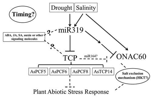 Figure 1. Hypothetical model of molecular mechanisms of miR319-mediated plant salinity and drought stress tolerance in creeping bentgrass. The accumulation of mature miR319 was elevated upon salt and drought stress, which causes downregulation of at least 4 putative target genes of miR319 (AsPCF5, AsPCF6, AsPCF8, and AsTCP14) as well as a homolog of the rice NAC domain gene AsNAC60, and therefore positively contributing to plant abiotic stress response. Hormones might also regulate miR319 and its targets, and the expression level of the miR319 targets might be a balance of miR319-mediated target cleavage and hormone regulation of the targets. Furthermore, HKT gene families involved in salt exclusion mechanisms as well as mechanisms controlling the timing of gene expression network are also hypothesized to play an important role in this pathway.