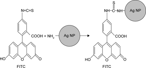 Figure S1 Graphic representation of conjugation reaction between Ag NPs and FITC molecules.Abbreviations: FITC, fluorescein isothiocyanate; Ag NPs, silver nanoparticles.
