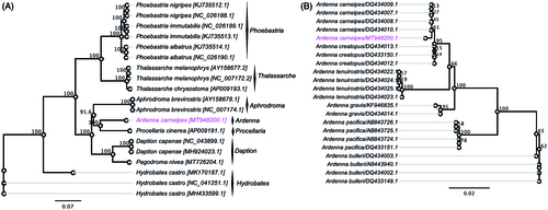 Figure 2. (A) Maximum-likelihood (ML) phylogenetic tree displaying the evolutionary relationship between A. carneipes with other selected species under the order of Procellariiformes based on complete mitogenome. (B) ML phylogenetic tree displaying the evolutionary relationship between A. carneipes with other selected species under the genus Ardenna based on partial cytochrome b gene. The new complete mitogenome of A. carneipes was highlighted by magenta color.