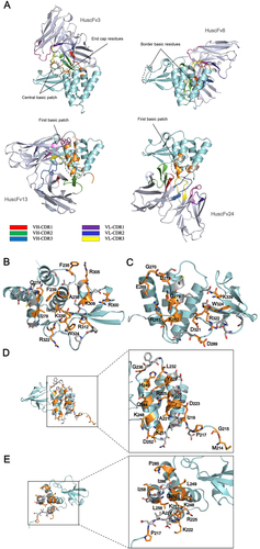 Fig. 3 Computerized-generated structures of VP35-IID-HuscFv complexes and presumptive VP35-IID epitopes.a Overall structures of EBOV VP35-IID (PDB ID: 3FKE) (cyan) after complexing with HuscFvs (blue white) of E. coli clones 3, 8, 13, and 24 derived from molecular docking. Computer-generated animated images of VP35-IID that formed direct interface contact with antibodies are colored in orange, while the interfaces that fell within 5 Å thresholds of the van der Waals radii of the HuscFvs are colored in gray. b–e Contact interfaces between VP35-IID and HuscFv3, HuscFv8, HuscFv13, and HuscFv24. Residues of the IID that make contact with their respective HuscFvs are shown as sticks. For details, see Supplementary Table S1