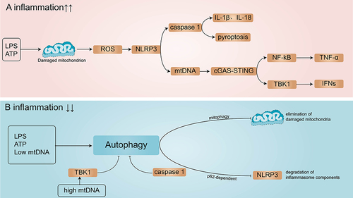 Figure 3 Autophagy and inflammation. (A) LPS and ATP stimulation impair mitochondrial homeostasis and lead to increased mitochondrial ROS production. Increased ROS production can activate NLRP3 inflammasome, which activates IL-1β and IL-18 by activating caspase-1, and can also mediate pyroptosis and cytoplasmic mtDNA release. Increased cytoplasmic mtDNA leads to activation of the cGAS-STING pathway, which in turn activates downstream TBK1 or NF-κB signaling pathways, leading to cytokine production and inflammatory responses. (B) LPS, ATP, and low-level mtDNA can induce autophagy, which can remove damaged mitochondria and degrade inflammasome components in a P62-dependent manner, thereby reducing the inflammatory response. A large amount of mtDNA leads to activation of the continuous STING pathway, which blocks autophagy flux in a TBK1-dependent manner, and caspase-1 also blocks autophagy by cutting autophagy-related proteins. →represents activation of the target, and ⊣represents inhibition of the target.
