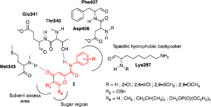 Figure 4 Possible interactions of pyranones II with Src.