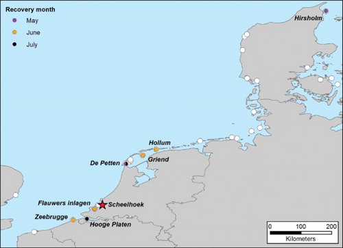 Figure 3. Colour-ring recoveries (coloured dots according to recovery month) of prospecting adult Sandwich Terns from the Scheelhoek Eilanden colony (red star) in other colonies (white circles) in Denmark (2009–2012: Gregersen & Bregnballe (Citation2014), 2013: J. Gregersen & T. Bregnballe, pers. comm.), Germany (2009–2013: B. Hälterlein & T. Grünkorn, pers. comm., Garthe & Flore Citation2007), the Netherlands, Belgium and France (2009–2013: K. de Kraker, pers. comm.) and the UK (Mitchell et al. Citation2004).