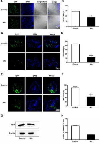 Figure 2 Mtz induction leads to specific ablation of oligodendrocytes in adult Tg (mbp:nfsB-egfp) zebrafish. (A, C and E) Immunohistochemical staining of GFP in transverse sections of the brain (A), optic nerve (C) and spinal cord (E) in the control and Mtz-induced groups. Note that the ratio of GFP to DAPI was significantly decreased in the Mtz-induced group compared to the control group in the brain (B), optic nerve (D) and spinal cord (F) (Student’s t-test). (G) The expression of MBP protein, as analyzed by Western blotting. (H) The relative expression of mbp mRNA, as analyzed by qRT-PCR. Note that the expression level in the Mtz-induced group was significantly decreased compared to that in the control group (Student’s t-test). *P<0.05; **P<0.01; ***P<0.001.