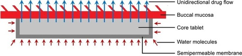 Figure 1 Diagrammatic sketch of mucoadhesive buccal tablet with a unidirectional drug flow.