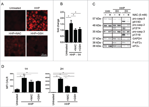 Figure 2. HHP induces the ROS production playing role in CALR surface exposure. Analysis of ROS production using CellRox orange reagent staining in HHP treated OV-90 cells in the presence or absence of N-acetyl-L-cysteine (NAC; 5 mM) and reduced L-glutathione (GSH; 5 mM) 1 h after treatment. Cells were analyzed by immunofluorescence (A) and flow cytometry (B). Scale bar: 20 μm. Data are presented as the mean ± SD for three independent experiments. Significant differences are shown (*p < 0.05). (C) Kinetics of the pro-caspase-2, −3, −8 cleavage and eIF2α phosphorylation in OV-90 cells pretreated with ROS scavenger NAC after 0 and 2 h after HHP application was analyzed by western blotting. The activity of eIF2α was determined by a phospho-specific antibody, and then the membranes were reprobed with antibodies against total eIF2α. Equal protein loading was demonstrated by GAPDH reprobing. Experiments were performed in triplicate. (D) CALR surface exposure in HHP treated OV-90 cells pretreated with ROS scavengers (NAC, GSH) using flow cytometry at 1 and 2 h after treatment. Data are presented as the mean ± SD for three independent experiments. Significant differences are shown (*p ≤ 0.05, **p < 0.01).