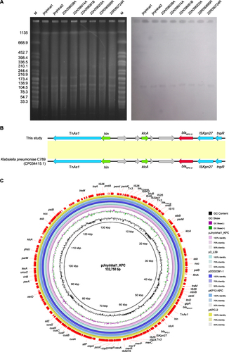 Figure 3 The genetic features of eight ST11-CR-HvKP isolates. (A) Plasmid profiles of eight ST11-CR-HvKP. (B) Genetic context of blaKPC-2 genes in this study. (C) Comparative analysis of plasmid pJinyinhai1_KPC detected in K. pneumoniae Jinyinhai1.
